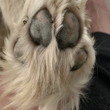 Load image into Gallery viewer, Paw Print