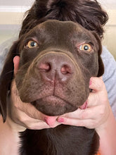 Load image into Gallery viewer, Pets Nose