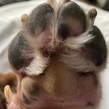Load image into Gallery viewer, Paw Print
