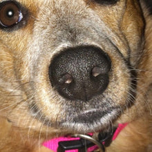 Load image into Gallery viewer, Pets Nose